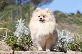 SPITZ ALLEMAND 242